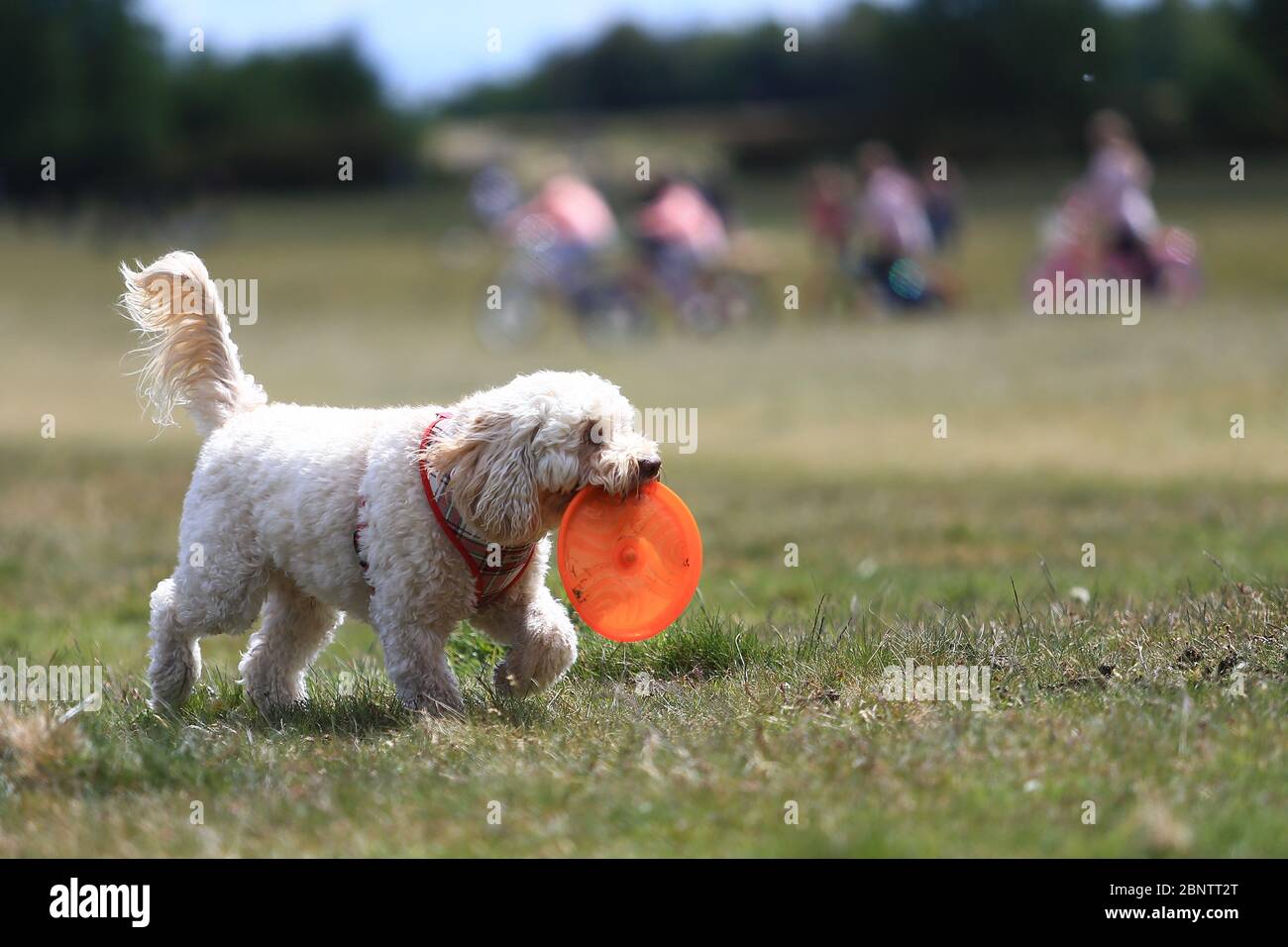 Sutton Park, Birmingham, Regno Unito. 16 maggio 2020. Un cane da cockapoo gioca a frisbee nel Sutton Park, Birmingham. Credit: Peter Lopeman/Alamy Live News Foto Stock
