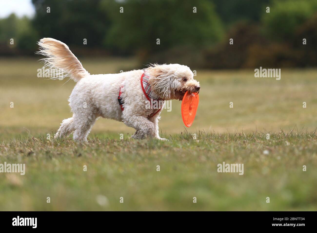 Sutton Park, Birmingham, Regno Unito. 16 maggio 2020. Un cane da cockapoo gioca a frisbee nel Sutton Park, Birmingham. Credit: Peter Lopeman/Alamy Live News Foto Stock