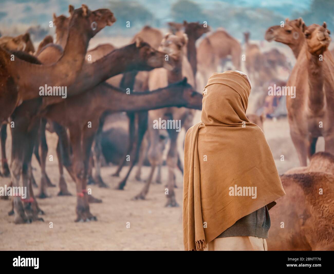 Un commerciante di cammelli di Rajasthani che indossa i vestiti tradizionali, si leva con il suo gregge dei dromedaries alla fiera del cammello di Pushkar, India. Foto Stock
