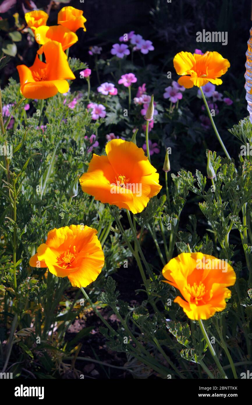 PAPAVERO CALIFORNICA ESCHSCHOLZIA Foto Stock