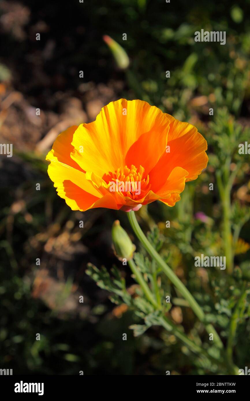 PAPAVERO CALIFORNICA ESCHSCHOLZIA Foto Stock