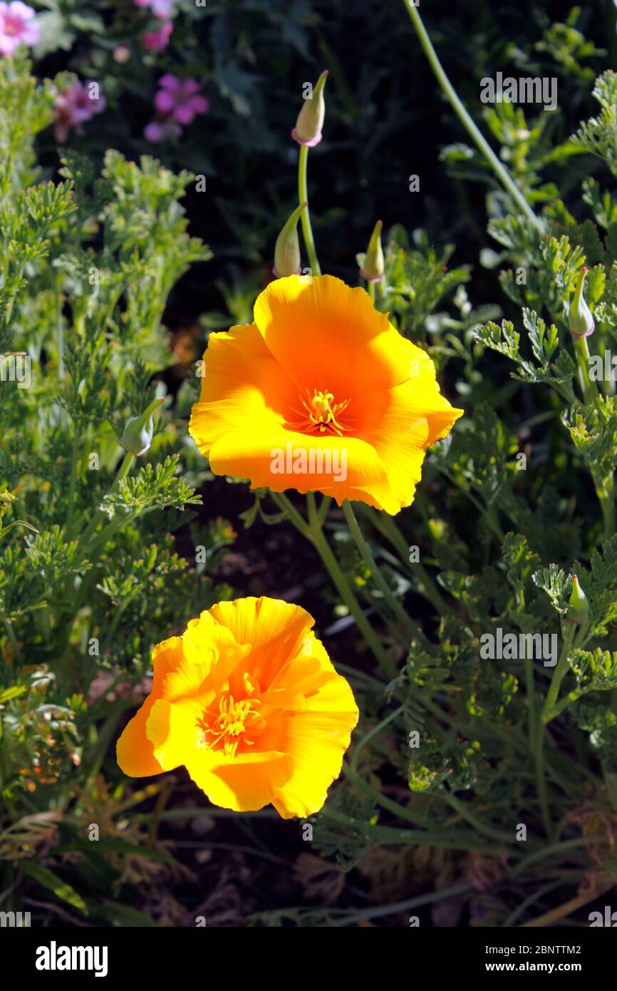 PAPAVERO CALIFORNICA ESCHSCHOLZIA Foto Stock