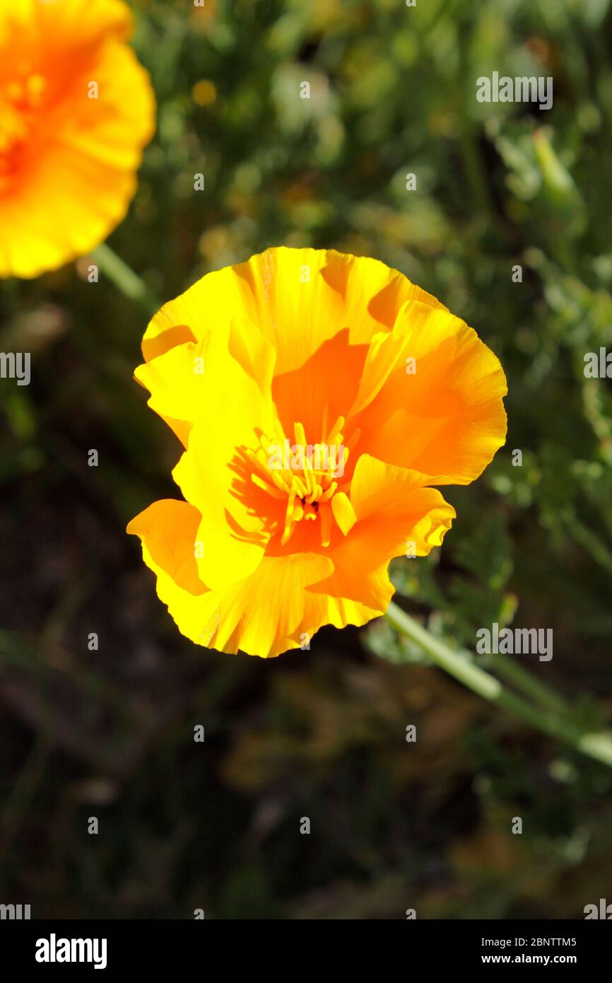 PAPAVERO CALIFORNICA ESCHSCHOLZIA Foto Stock