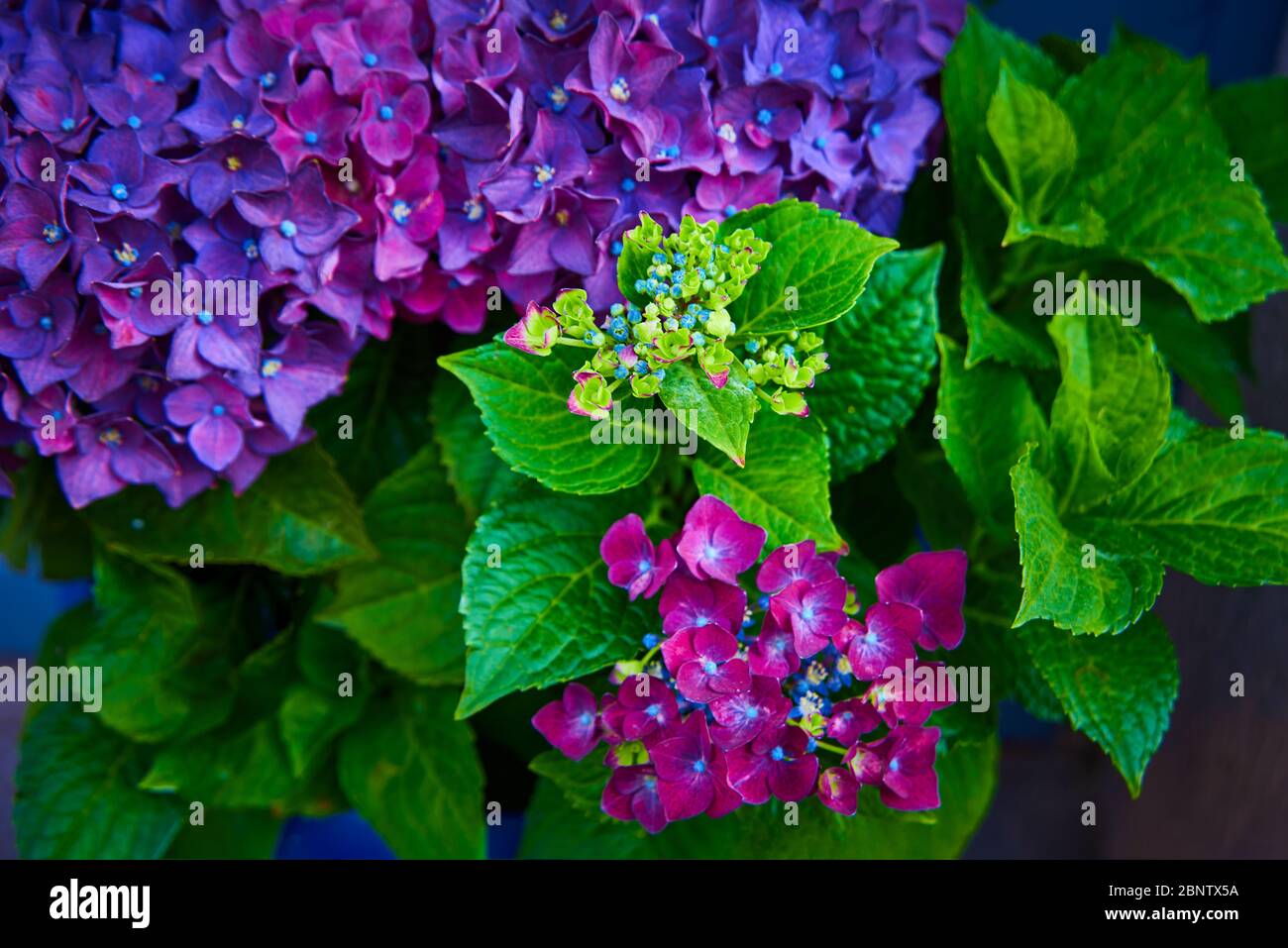 Bella macchia colorata di Hydrangea. Sfondo naturale di fiori. Hortensia petali di fiori viola primo piano in giardino fiorito Foto Stock