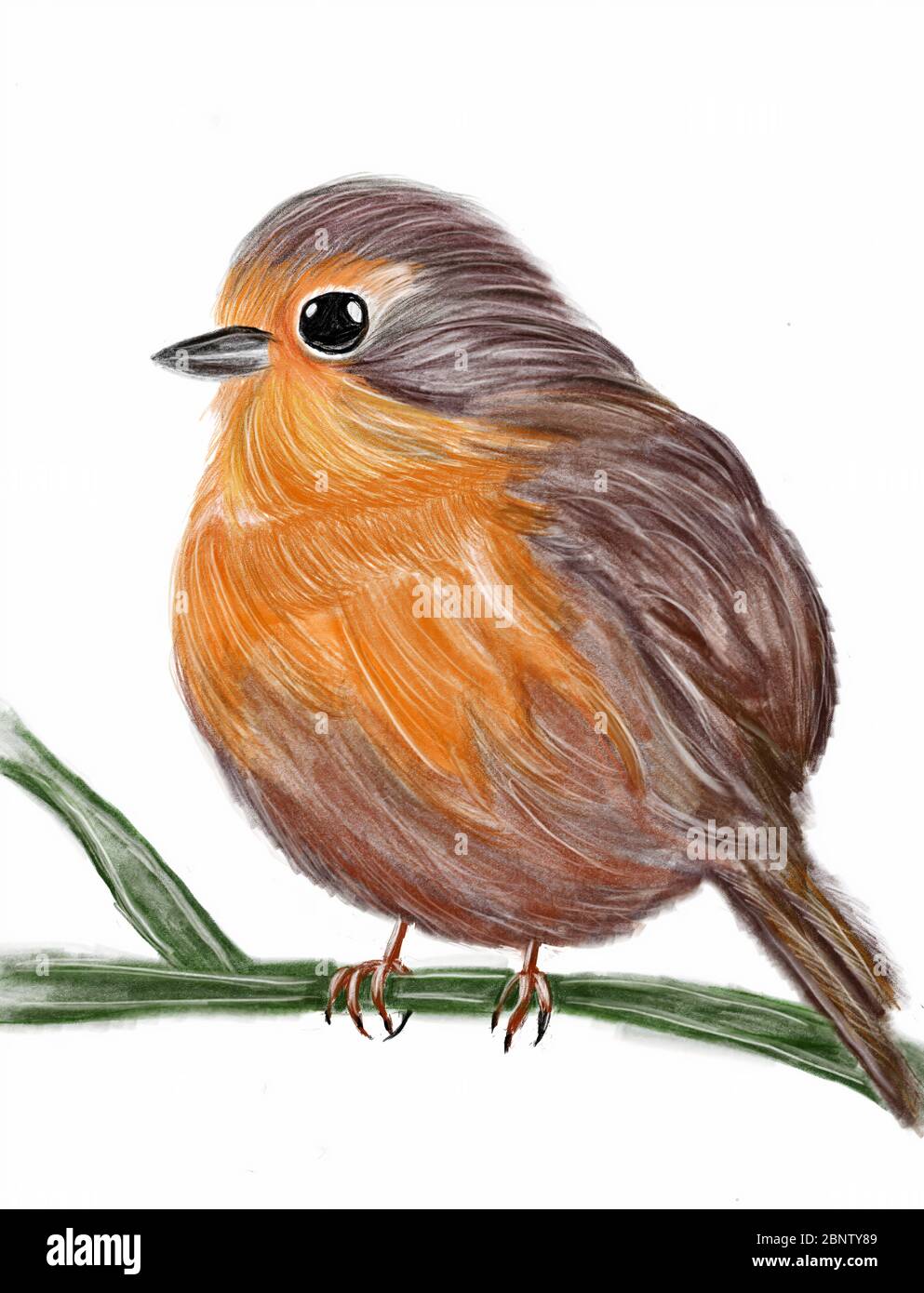 Disegno a matita di Robin uccello Foto stock - Alamy