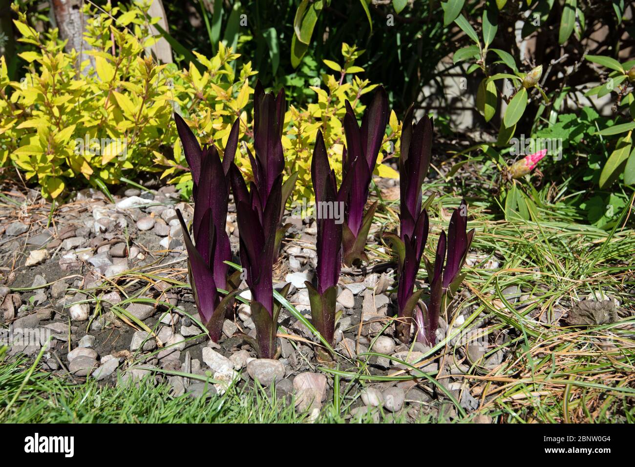 Il fantastico nuovo foglie di Eucomis comosa Borgogna spumanti Foto Stock