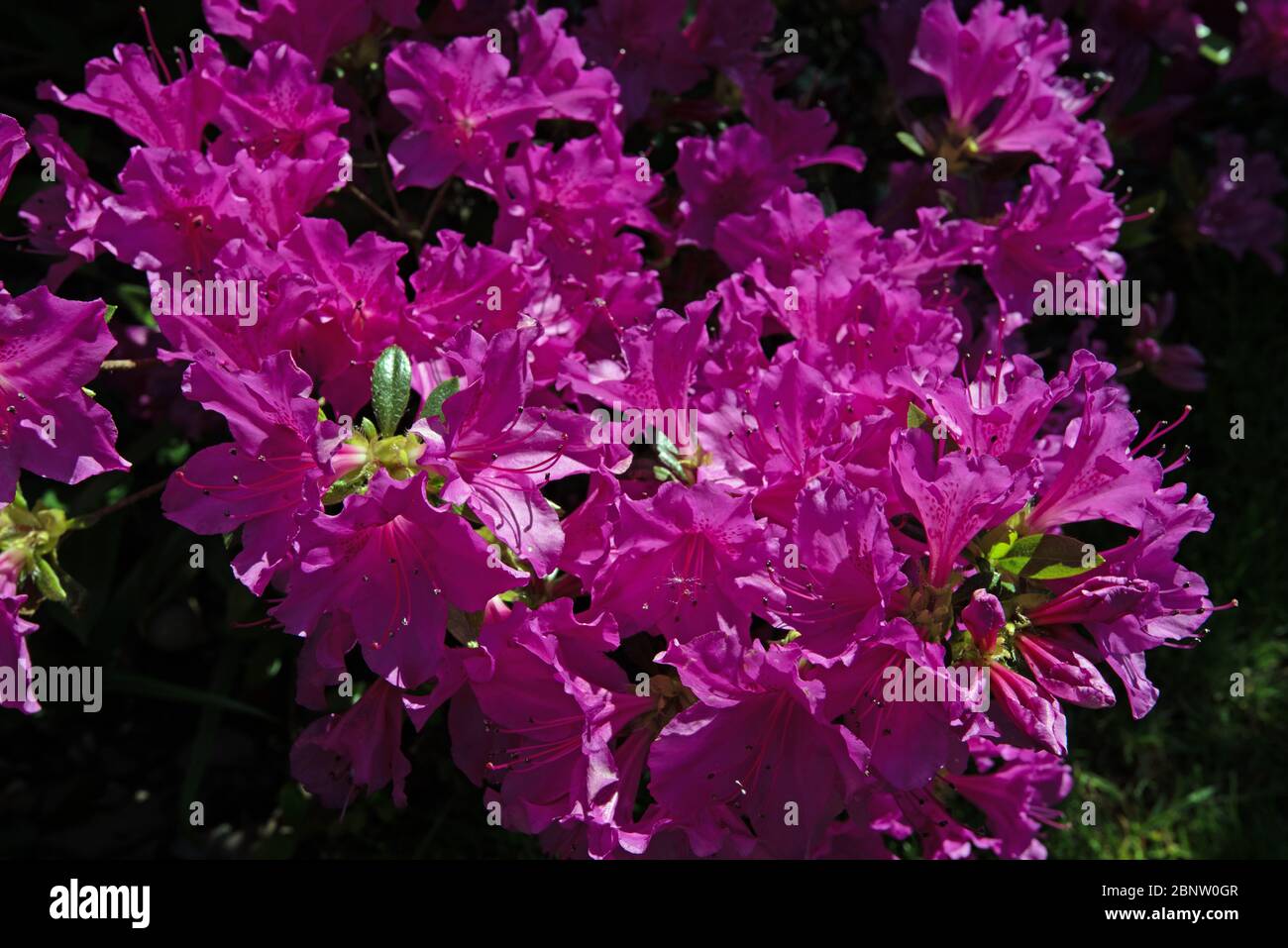 Azalea giapponese malva brillante Foto Stock