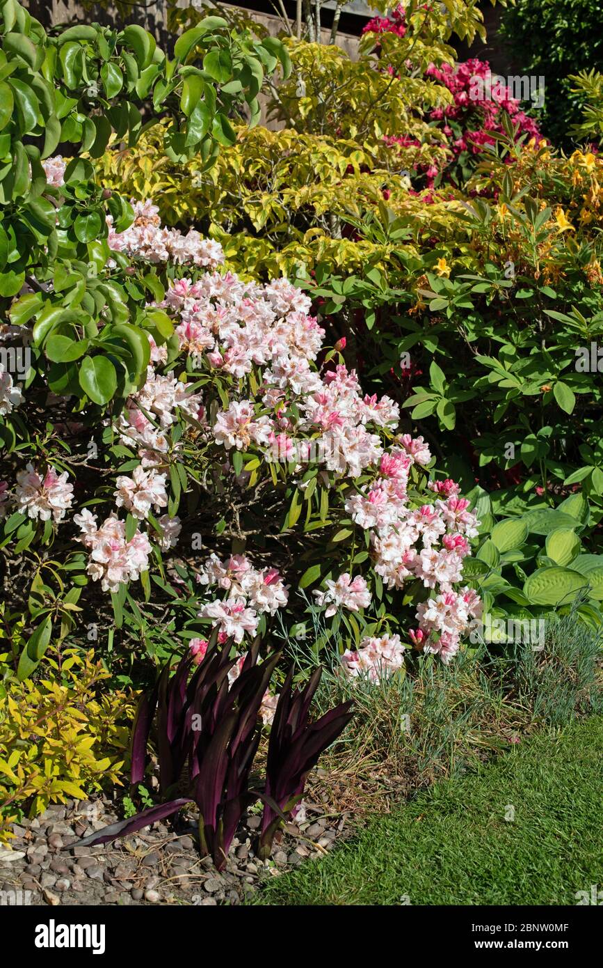 Il fantastico nuovo foglie di Eucomis comosa Borgogna spumanti Foto Stock