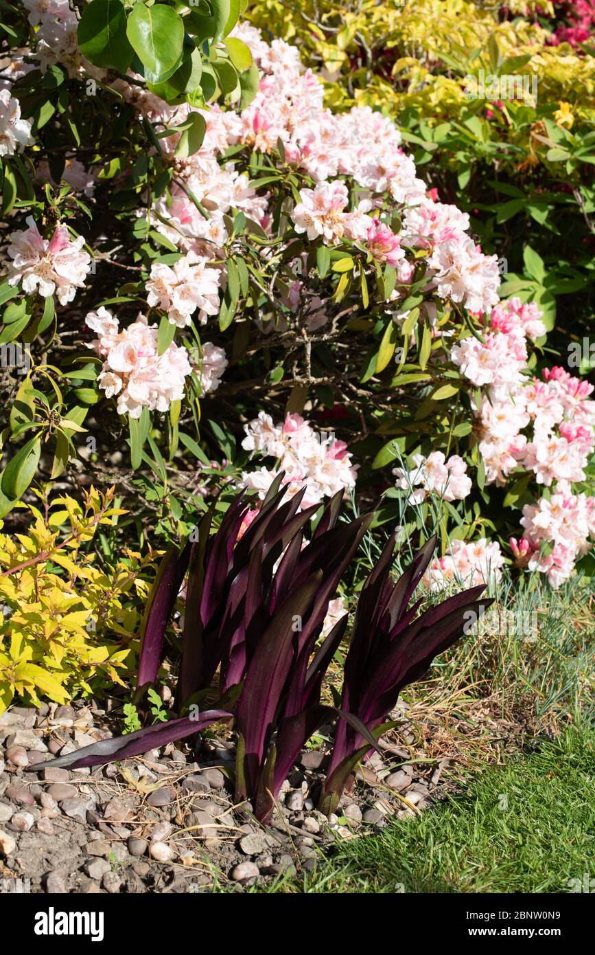 Il fantastico nuovo foglie di Eucomis comosa Borgogna spumanti Foto Stock
