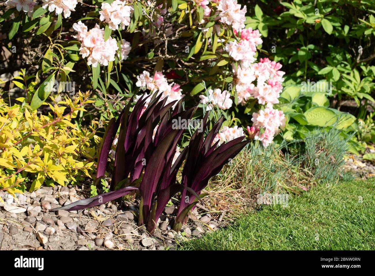 Il fantastico nuovo foglie di Eucomis comosa Borgogna spumanti Foto Stock