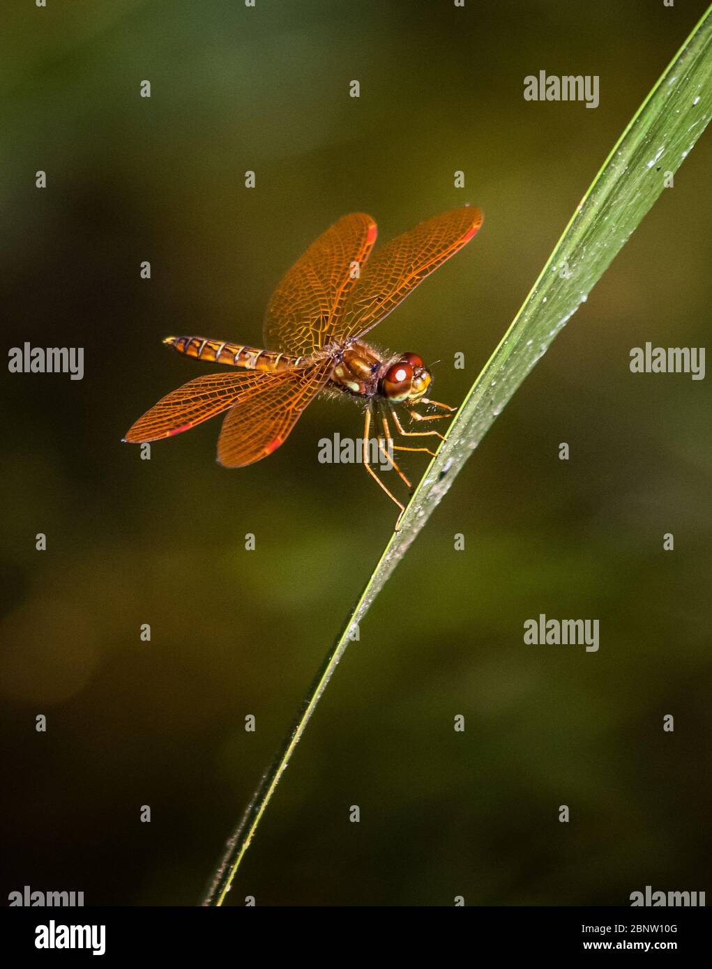 Una libellula di Halloween Pennant poggia su una foglia sottile contro uno sfondo sfocato Foto Stock