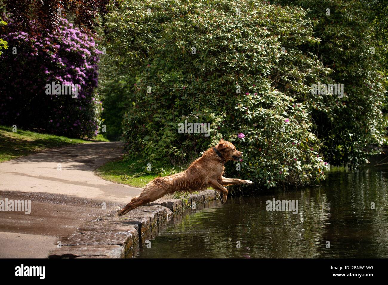 Un cane salta in acqua a Highbury Park a Birmingham, dopo l'introduzione di misure per portare il paese fuori dalla sorveglianza. Foto Stock