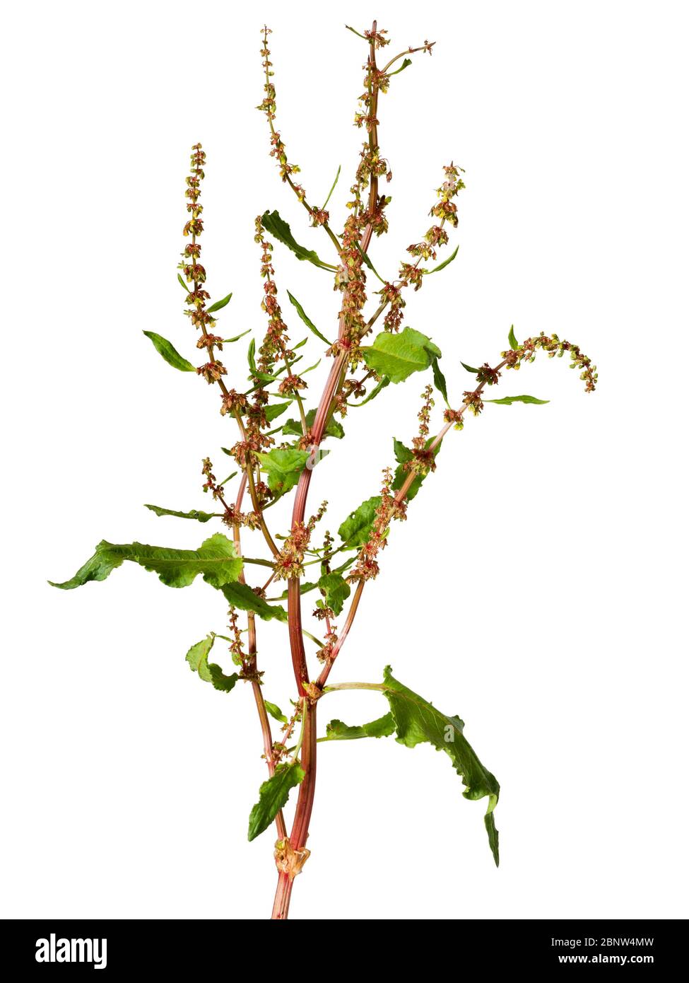 Ramificati picchi di fiori di banchina a grappolo, Rumex conglomeratus, su sfondo bianco Foto Stock