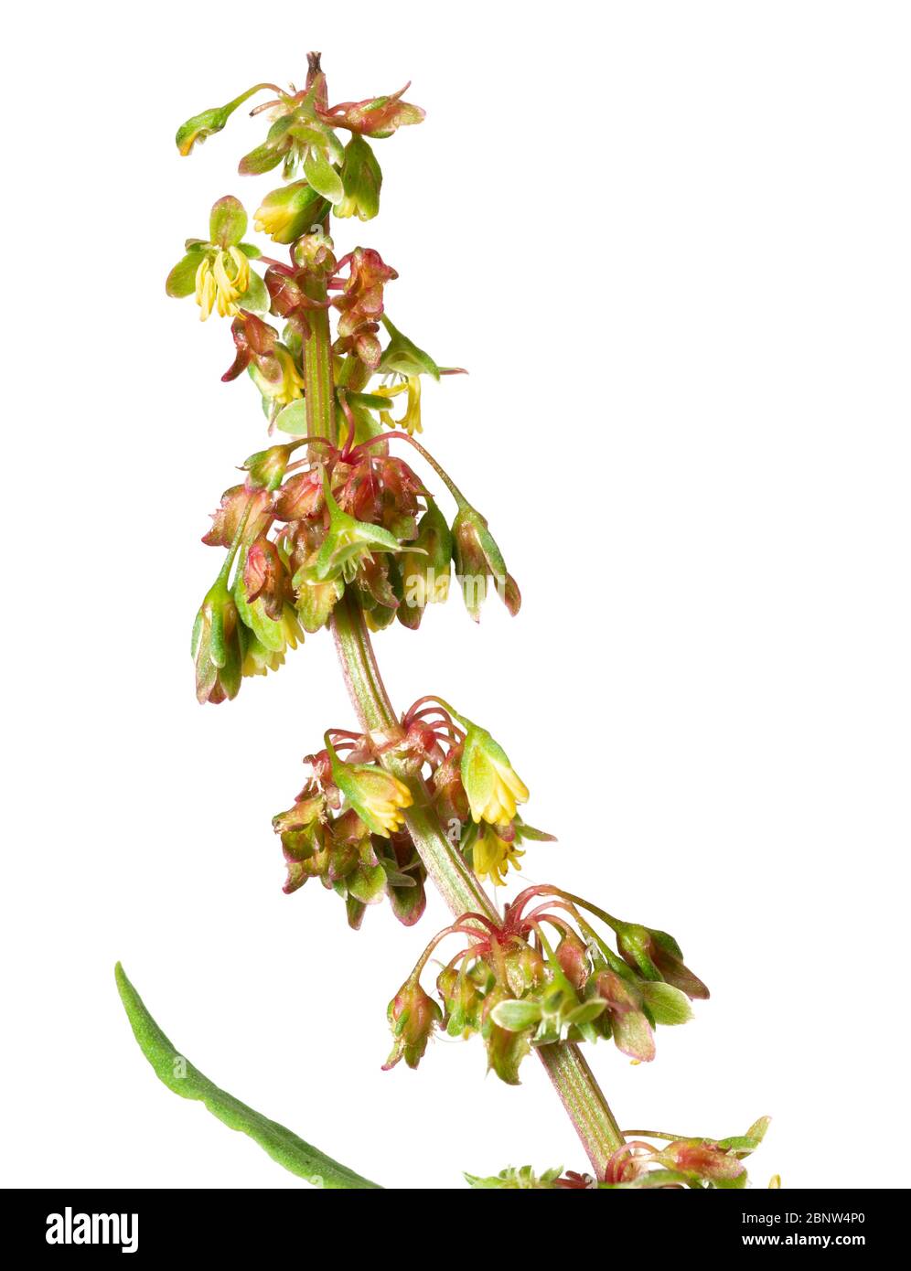 Primo piano di un singolo fiore punta di bacino raggruppato, Rumex conglomeratus, su uno sfondo bianco Foto Stock