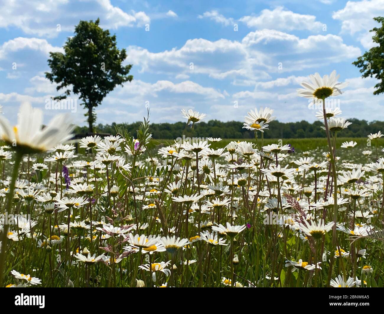 Verme vista occhio su prato verde con innumerevoli fiori di marguerite giallo bianco (leucanthemum vulgare) in paesaggio rurale con nubi cumulus - Netherlan Foto Stock