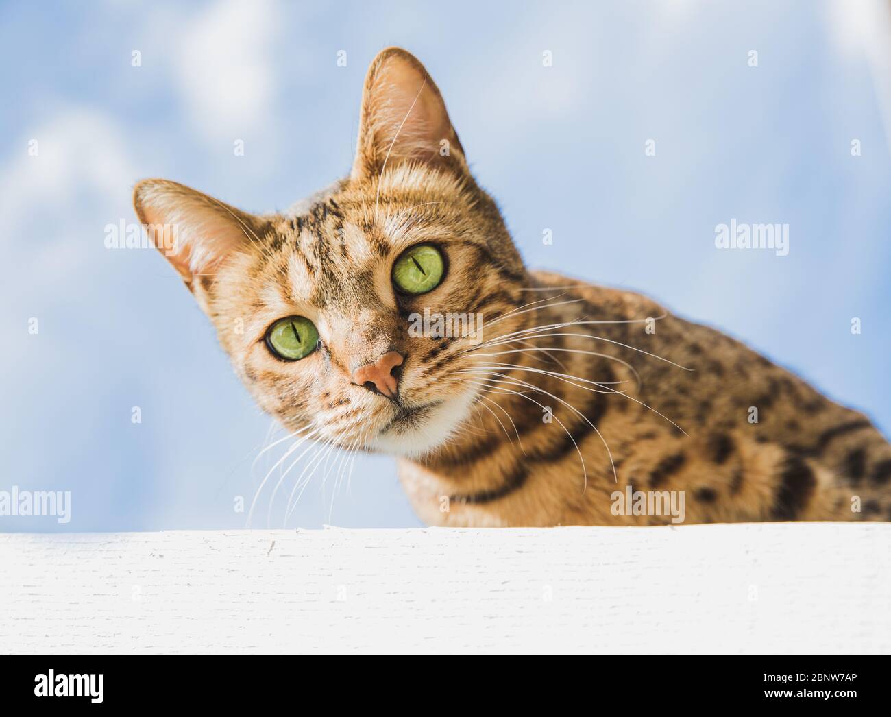 Una vista ravvicinata e ad angolo basso di un gatto bengala pedigree con splendidi occhi verdi e pelliccia a strisce che guarda in basso da un luogo alto con lo sk blu Foto Stock