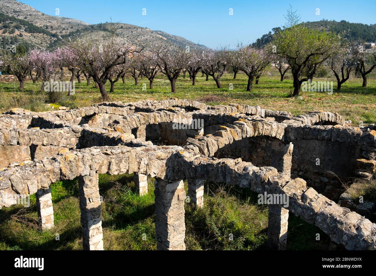 Bassa dels Arcs, un bacino idrico del XVIII secolo, con alberi di mandorle in fiore sullo sfondo (Xaló, Jalón, Marina alta, Alicante, Spagna) Foto Stock