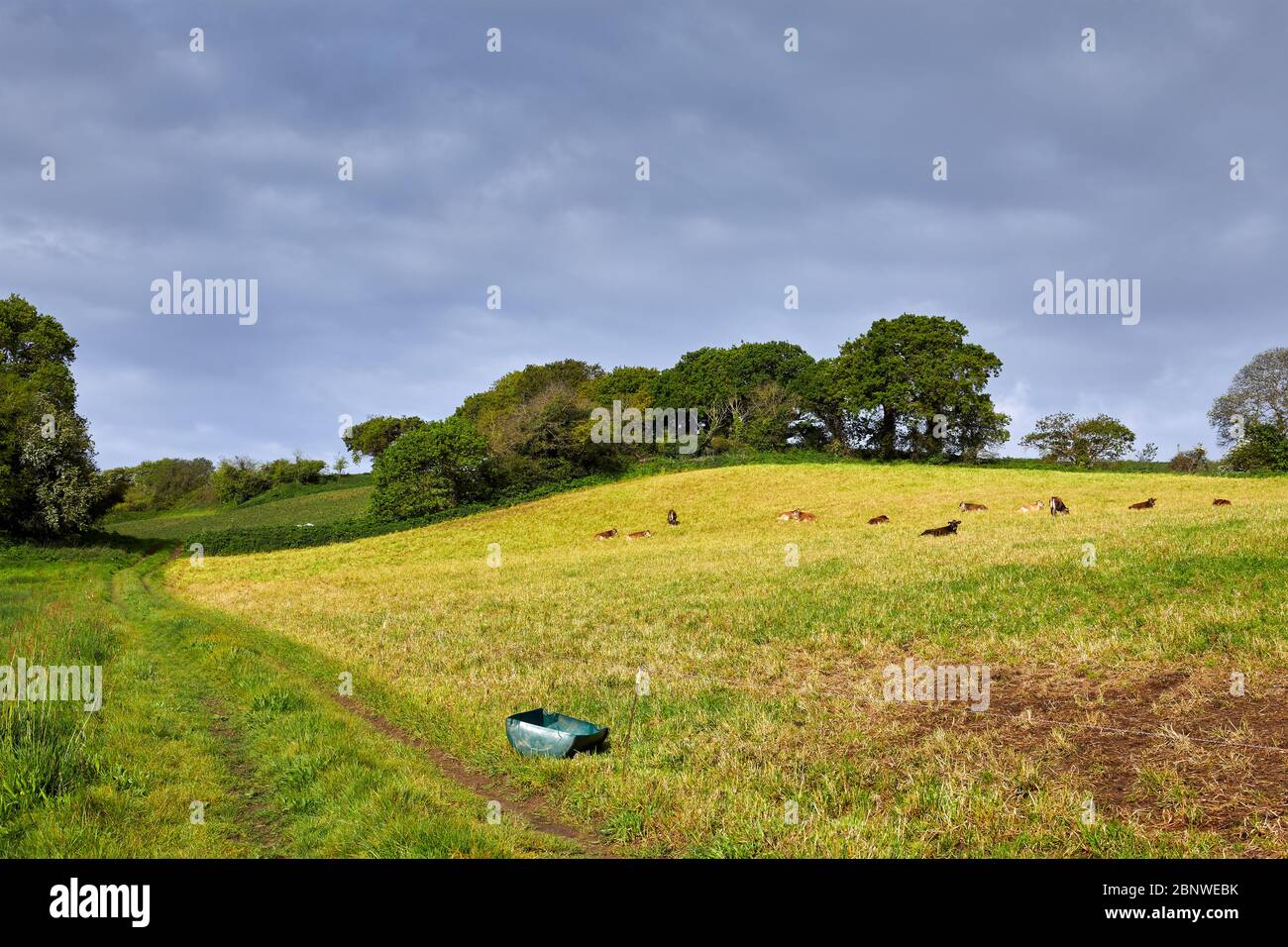 Immagine di campi agricoli con una pista di trattore e mucche pascolano in un prato al sole di primavera. Foto Stock