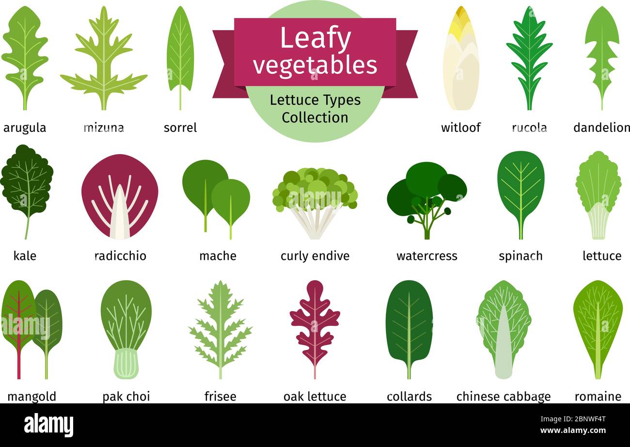 Set di foglie di verdure verdi. Foglie di insalata naturale ed erbe isolate su sfondo bianco. Illustrazione vettoriale Illustrazione Vettoriale