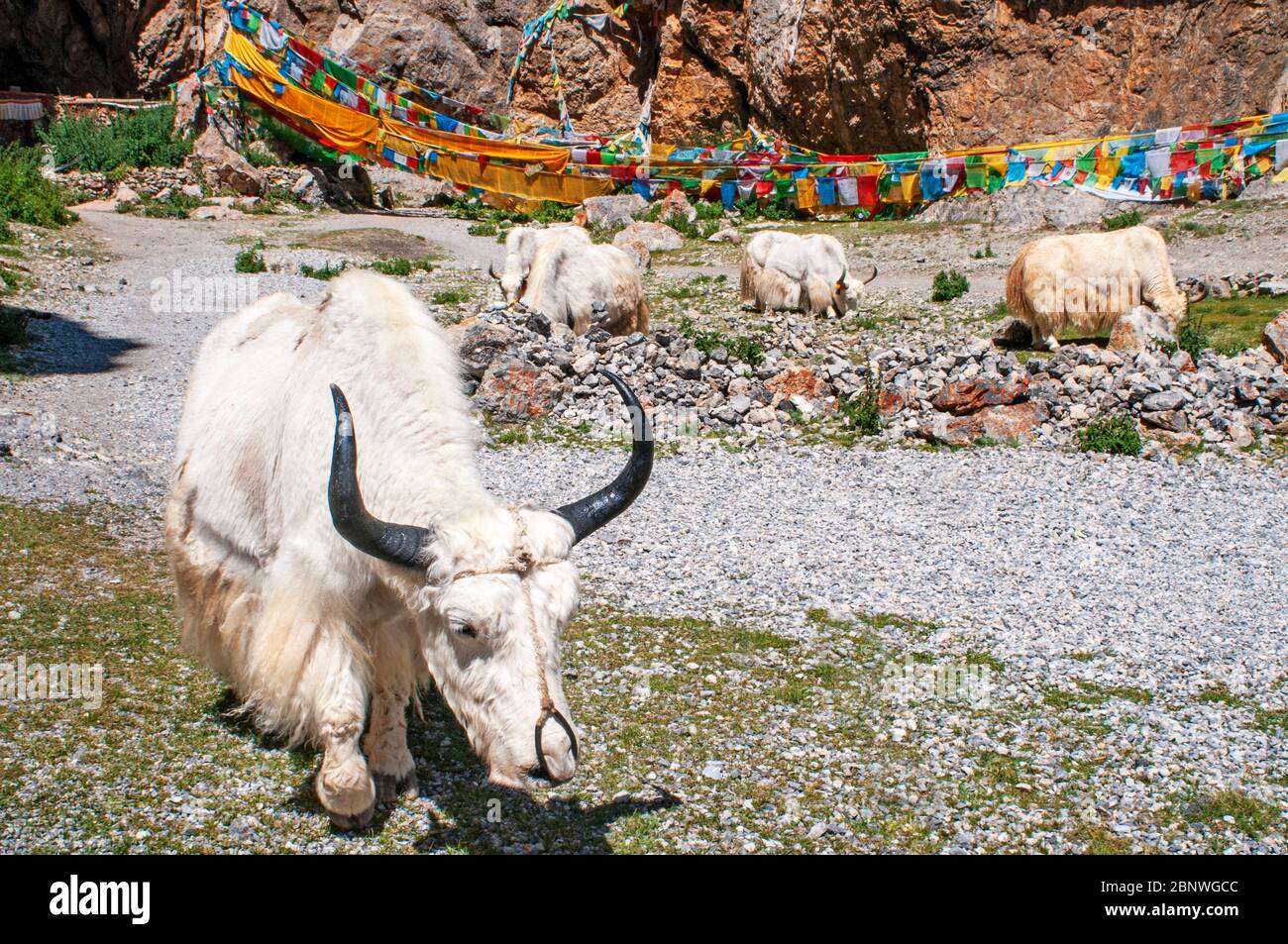 Bianchi yak nel lago di Nantso o lago di Nam tso in Tibet Cina. Il lago Nam Tso è il secondo lago più grande del Tibet, e uno dei luoghi più famosi del Foto Stock