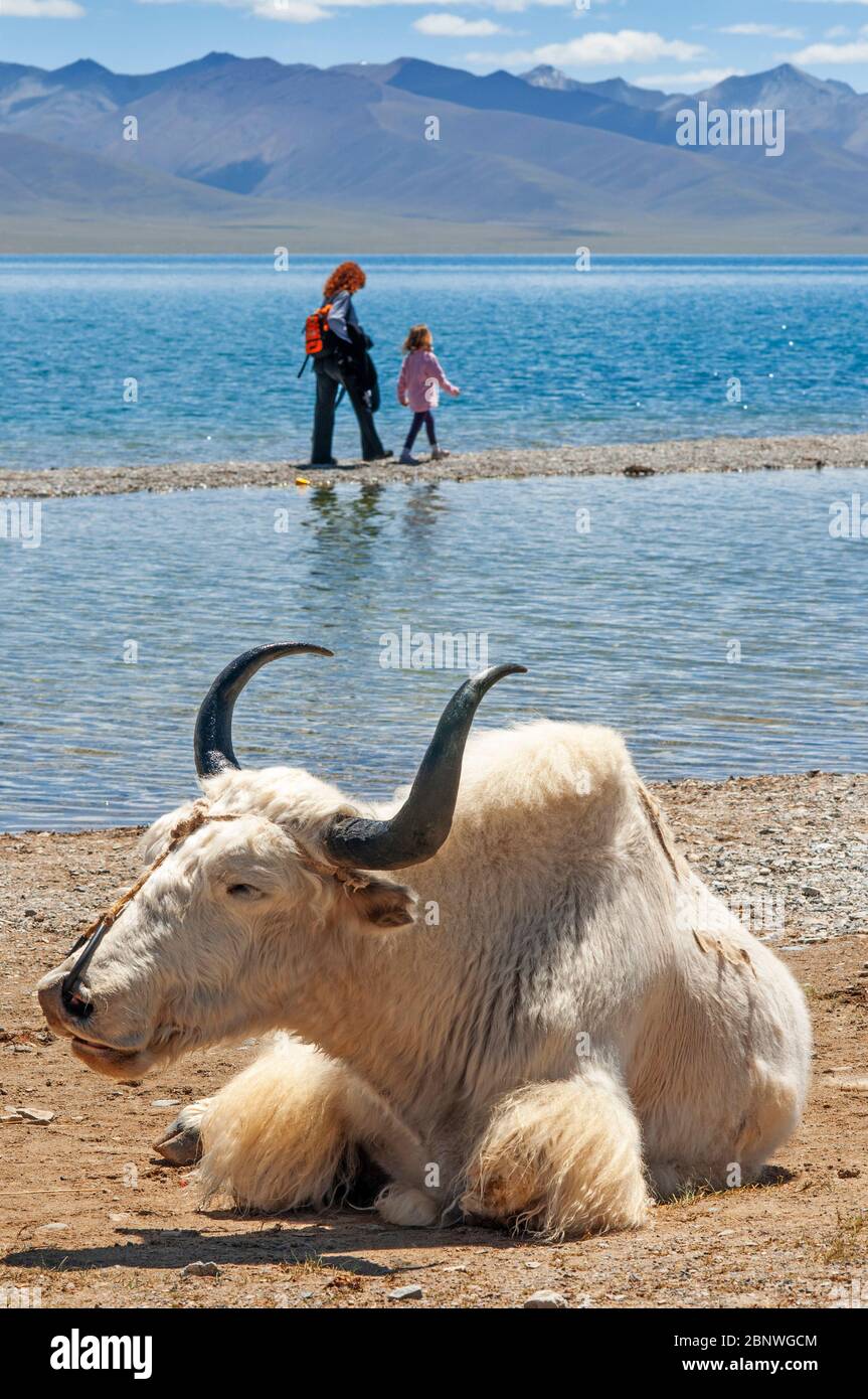 Yak bianco e turisti europei nel lago di Namtso o lago di Nam tso in Tibet Cina. Il lago Nam Tso è il secondo lago più grande del Tibet, e uno dei più grandi del mondo Foto Stock