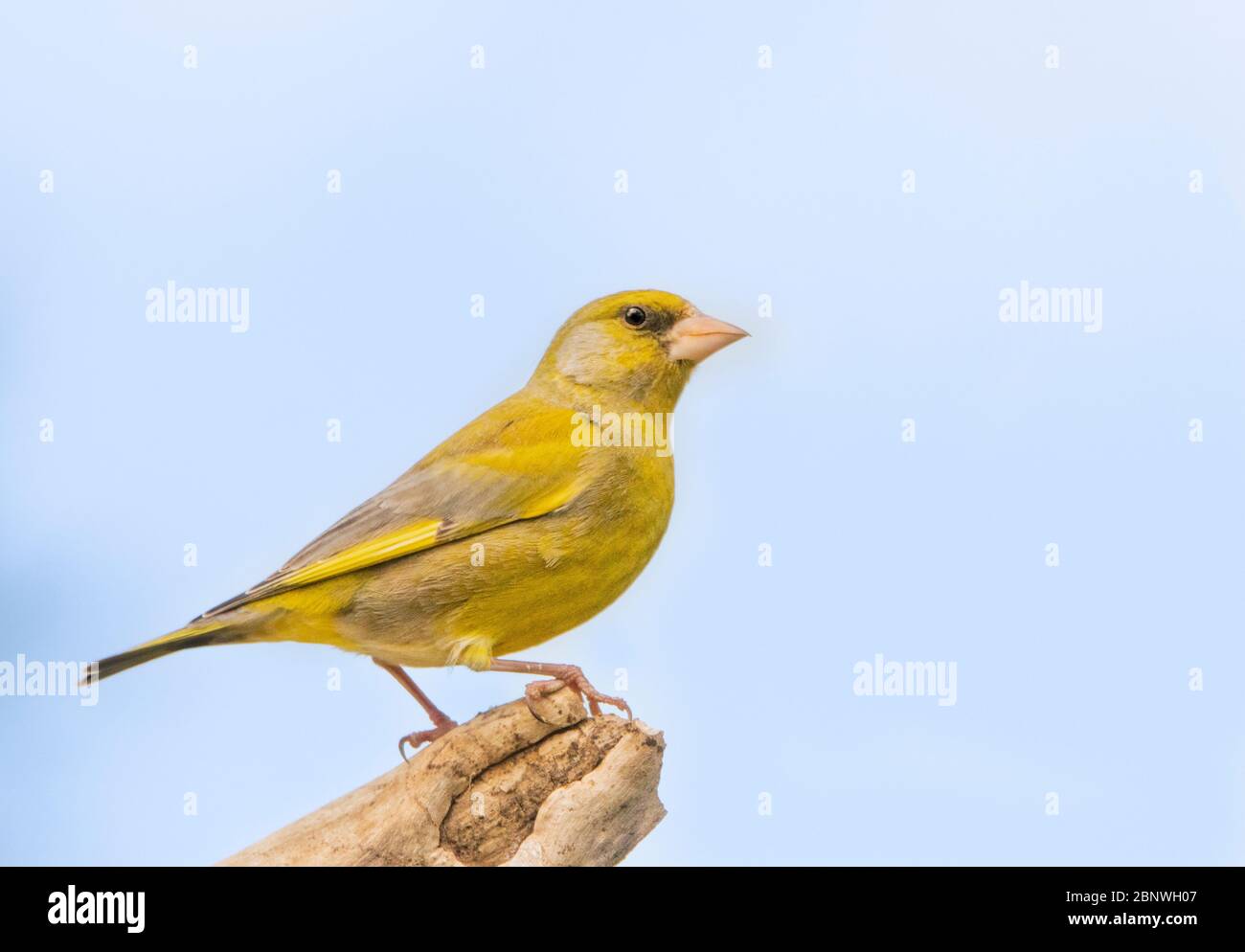 Greenfich, Juvenile, giovane verdino, arroccato su una filiale in un giardino britannico. Foto Stock