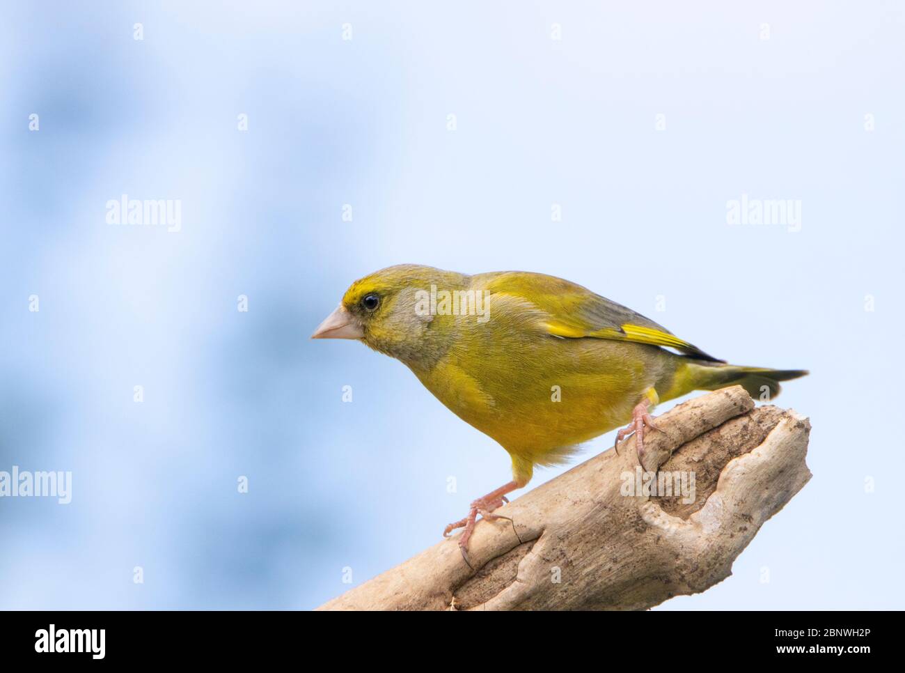 Greenfich, Juvenile, giovane verdino, arroccato su una filiale in un giardino britannico. Foto Stock