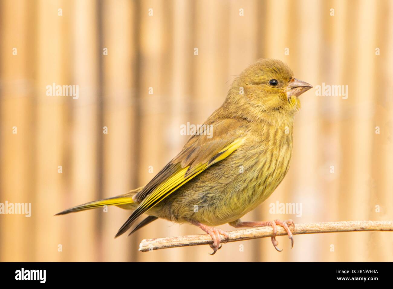 Greenfich, Juvenile, giovane verdino, arroccato su una filiale in un giardino britannico. Foto Stock