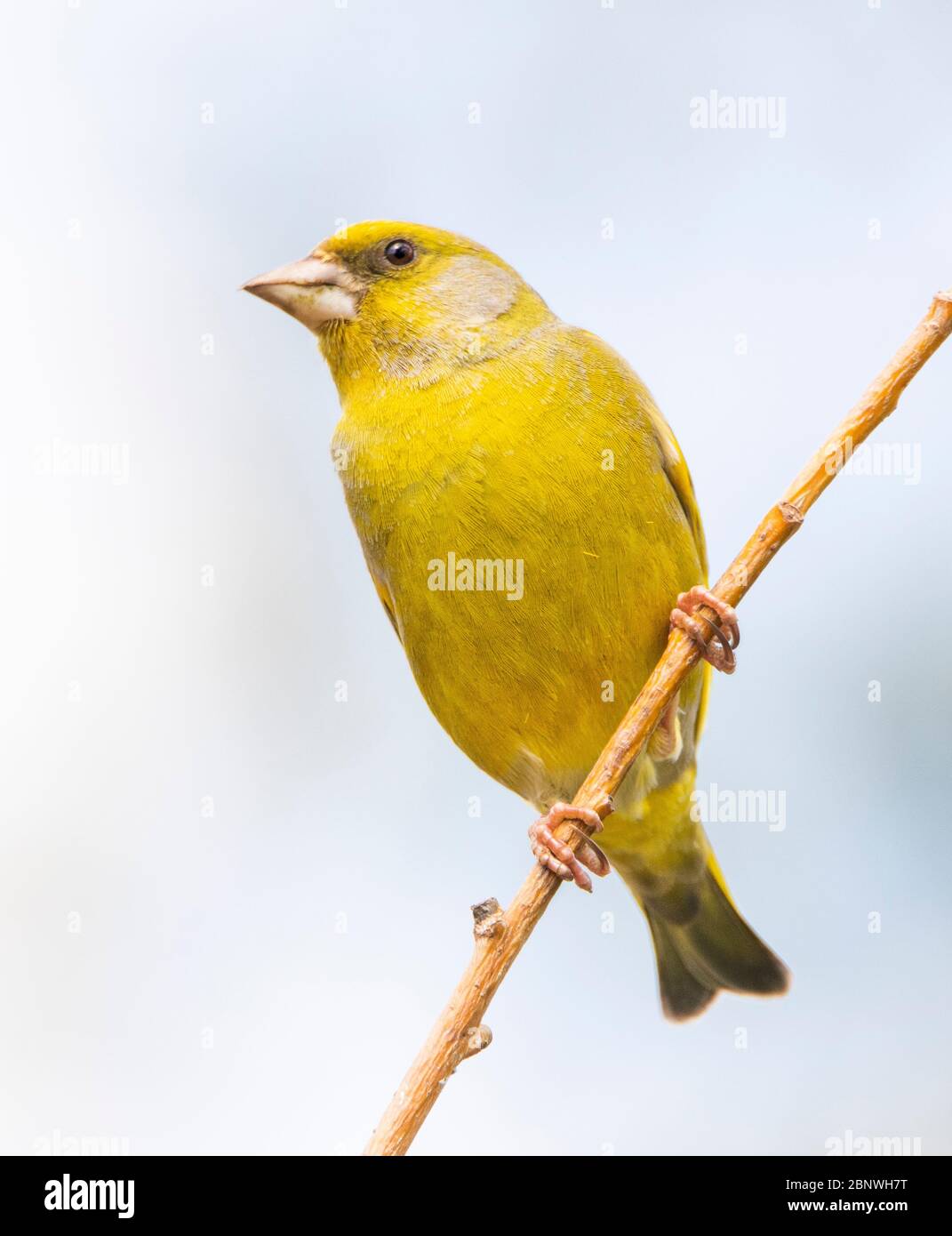 Greenfinch, Chloris Chloris, Finch, arroccato su una filiale in un giardino britannico, Bedfordshire, Regno Unito Foto Stock