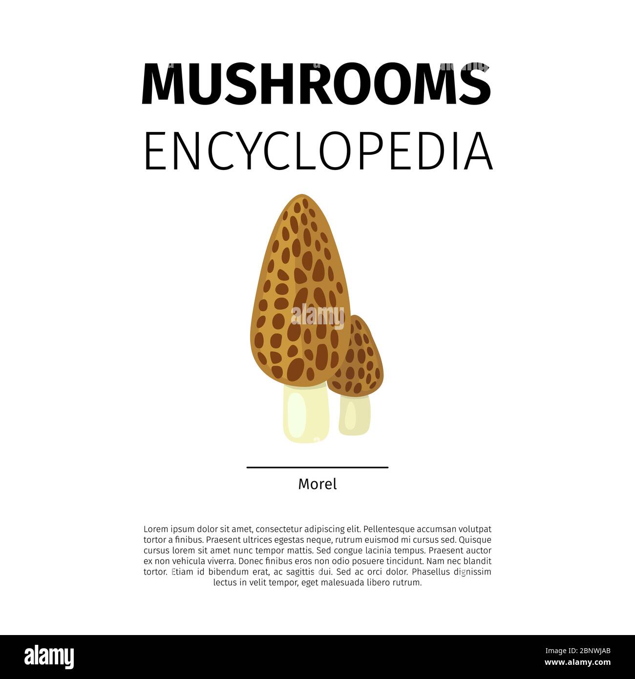 Funghi Enciclopedia disegno vettoriale. Morel funghi icona su sfondo bianco Illustrazione Vettoriale