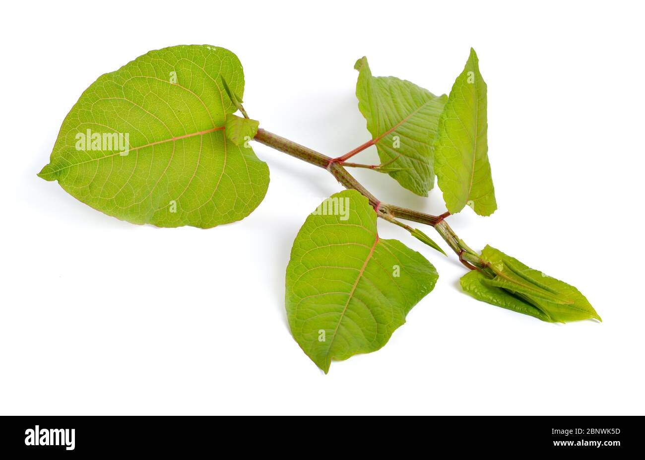 Reynutriya Bohemian o japonica, sasalinensis. Isolato su bianco. Foto Stock
