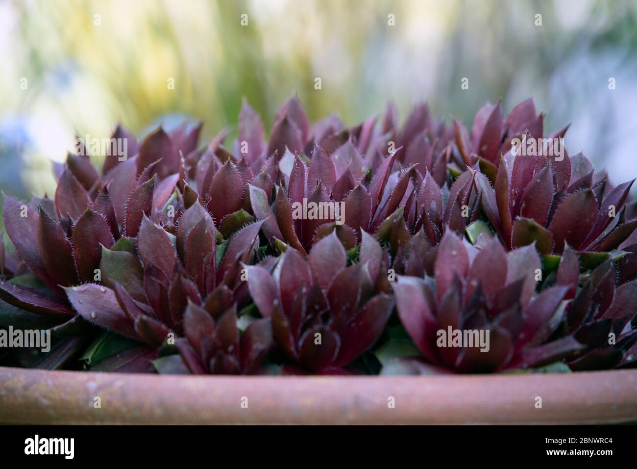 Sempervivum tectorum - Rubin Foto Stock