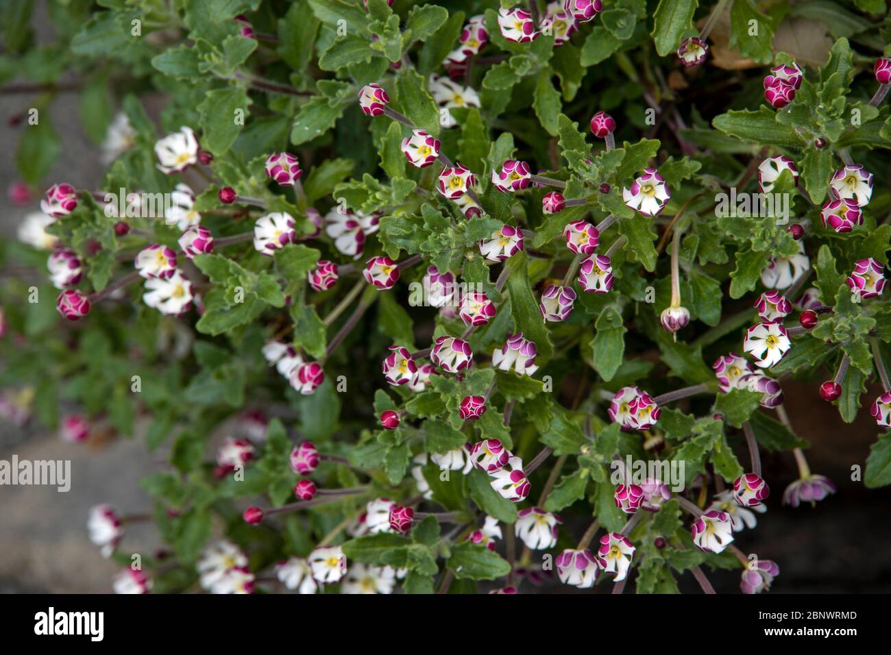 Phlox profumato di notte Foto Stock
