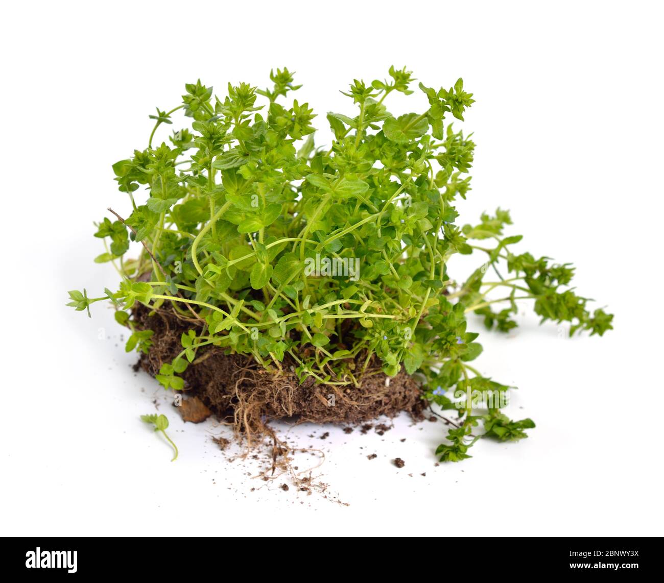 Veronica agrestis pianta. Isolato su sfondo bianco Foto Stock