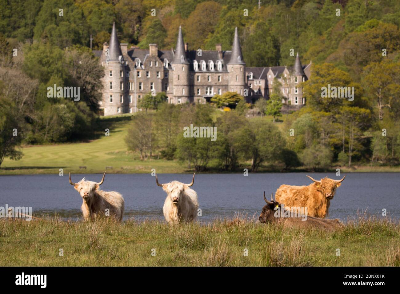 Loch Achray, Stirlingshire, Regno Unito. 16 maggio 2020. Nella foto: Nonostante un hotspot turistico ormai morto, La vita continua come nuove vacche carine cuccioli truddly haltland riposano nei campi verdi sulle rive del Loch Achray che normalmente sarebbe bloccato in griglia nel traffico sulla molto popolare Heart 200 Route all'interno del Loch Lomond e il Trossachs National Park. Le restrizioni governative del blocco del coronavirus (COVID19) hanno colpito fortemente l'industria turistica scozzese fino al punto di crollare. Credit: Colin Fisher/Alamy Live News Foto Stock