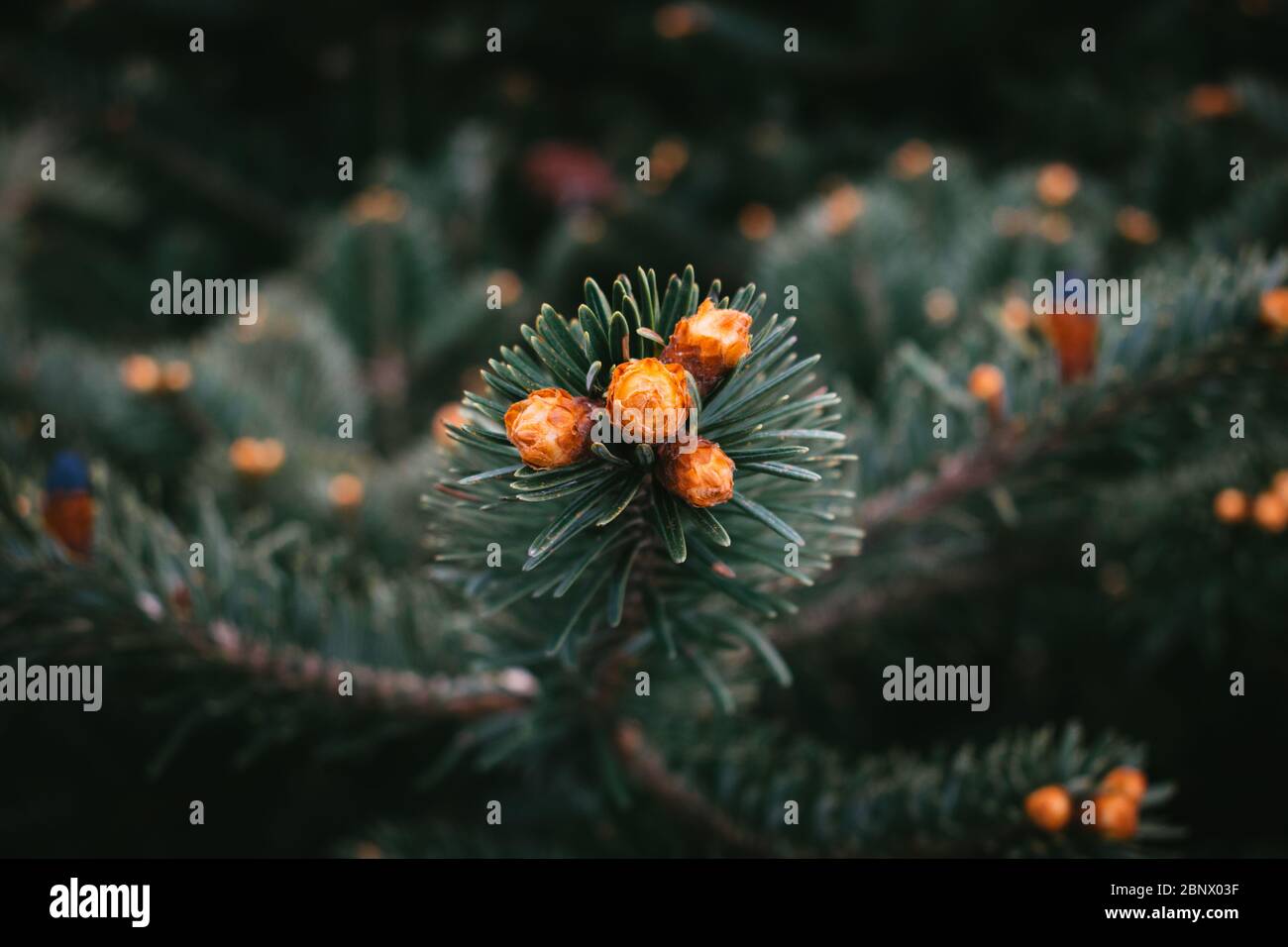 Un macro shot di semi di pino Foto Stock