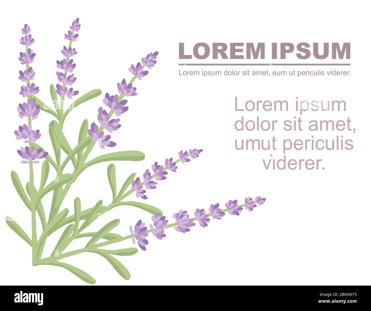 Fiori di lavanda colorati estate erbe bouquet naturale pubblicità Flyer disegno vettore piatto illustrazione su sfondo bianco Illustrazione Vettoriale