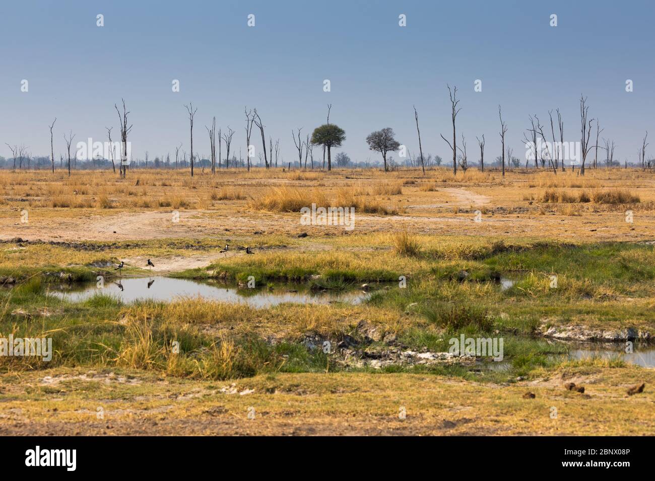 Paesaggio del Parco Nazionale di Luangwa Sud, Zambia Foto Stock