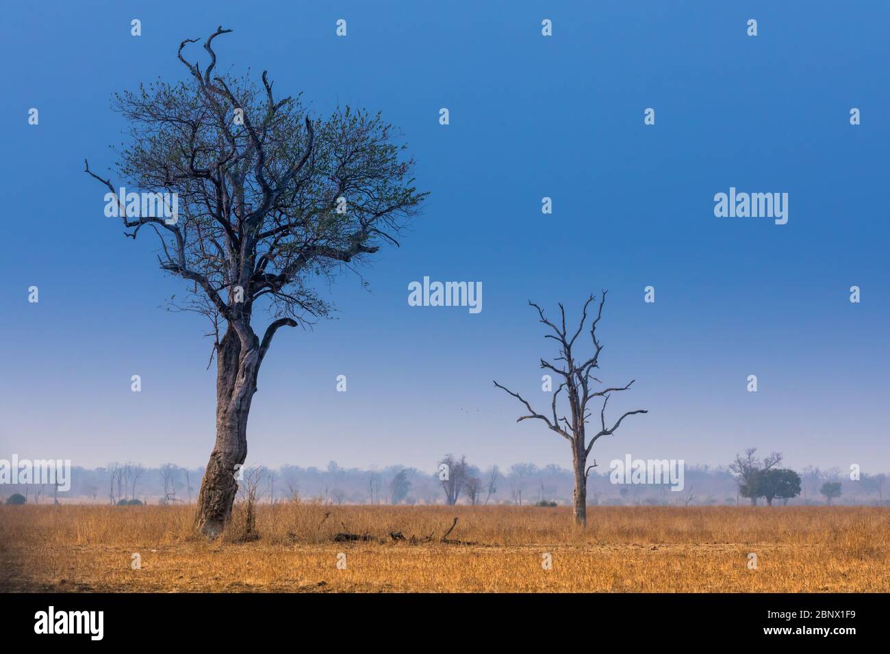 Paesaggio del Parco Nazionale di Luangwa Sud, Zambia Foto Stock