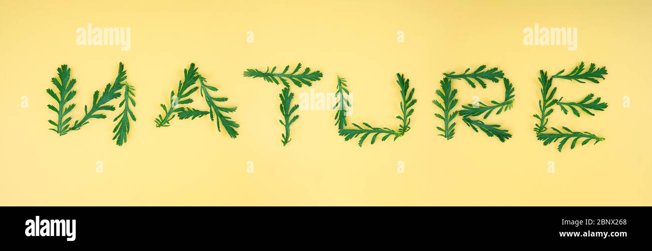 Composizione creativa di foglie di camomilla su uno sfondo giallo chiaro che scrive la parola NATURA. Foto Stock