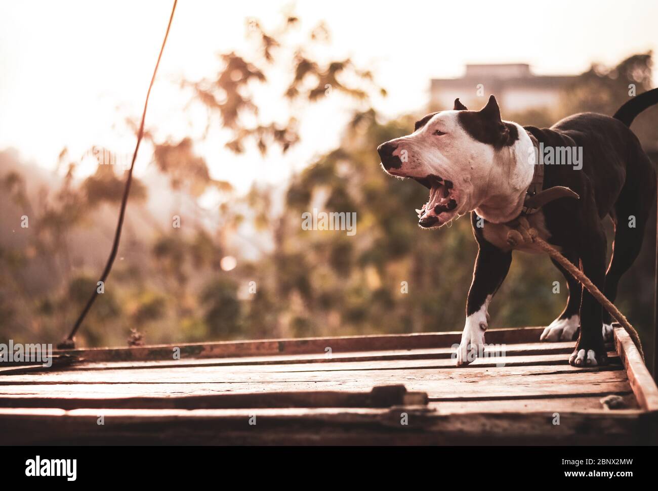 Ritratto di un cane bianco e marrone buca terrier toro abbaiare su qualcuno sul lato e in piedi su una piattaforma inclinata, aspetto vintage, 5K Foto Stock