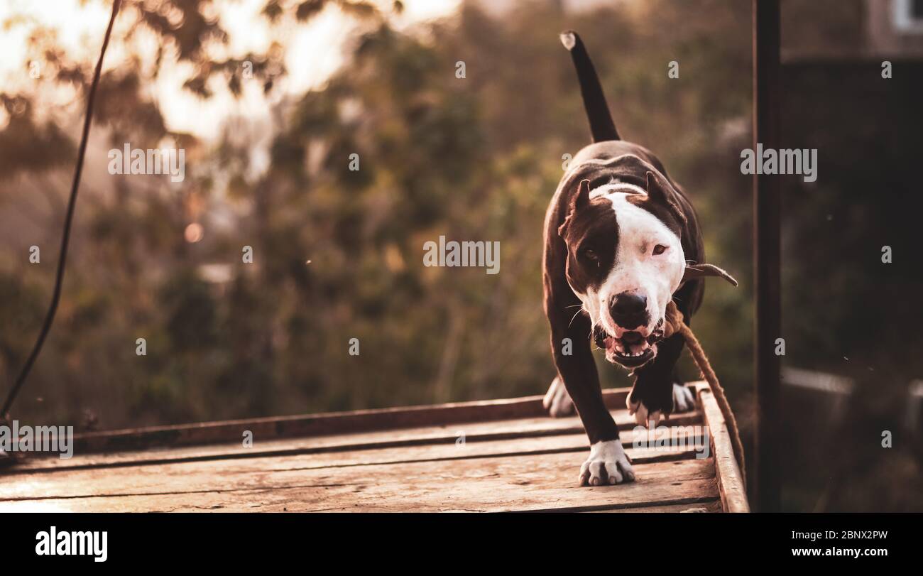 Primo piano ritratto di un giovane cane di terrier pit-bull bicolore, incatenato ad un palo da una corda su una piattaforma inclinata, fissando ferocemente alla fotocamera e. Foto Stock