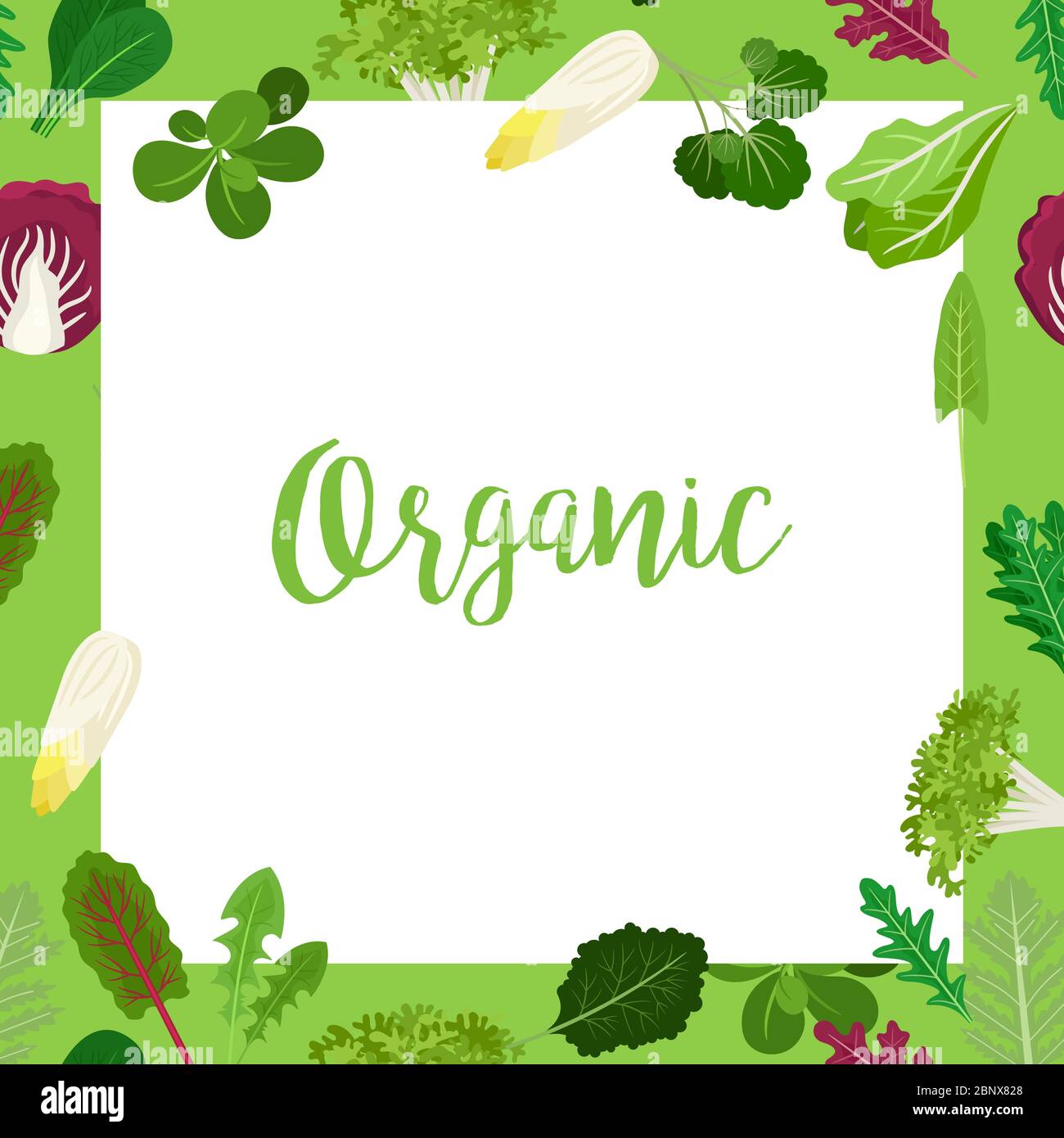 Banner organico con cornice quadrata e foglie di verdure insalata per cucinare design e siti web. Illustrazione vettoriale Illustrazione Vettoriale