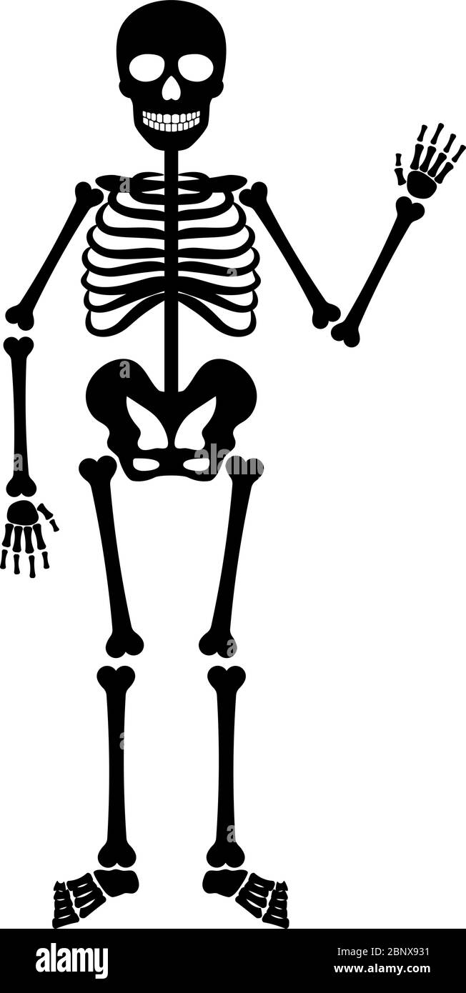 Scheletro anatomia umana. Vettore Halloween scheletro nero isolato su bianco Illustrazione Vettoriale