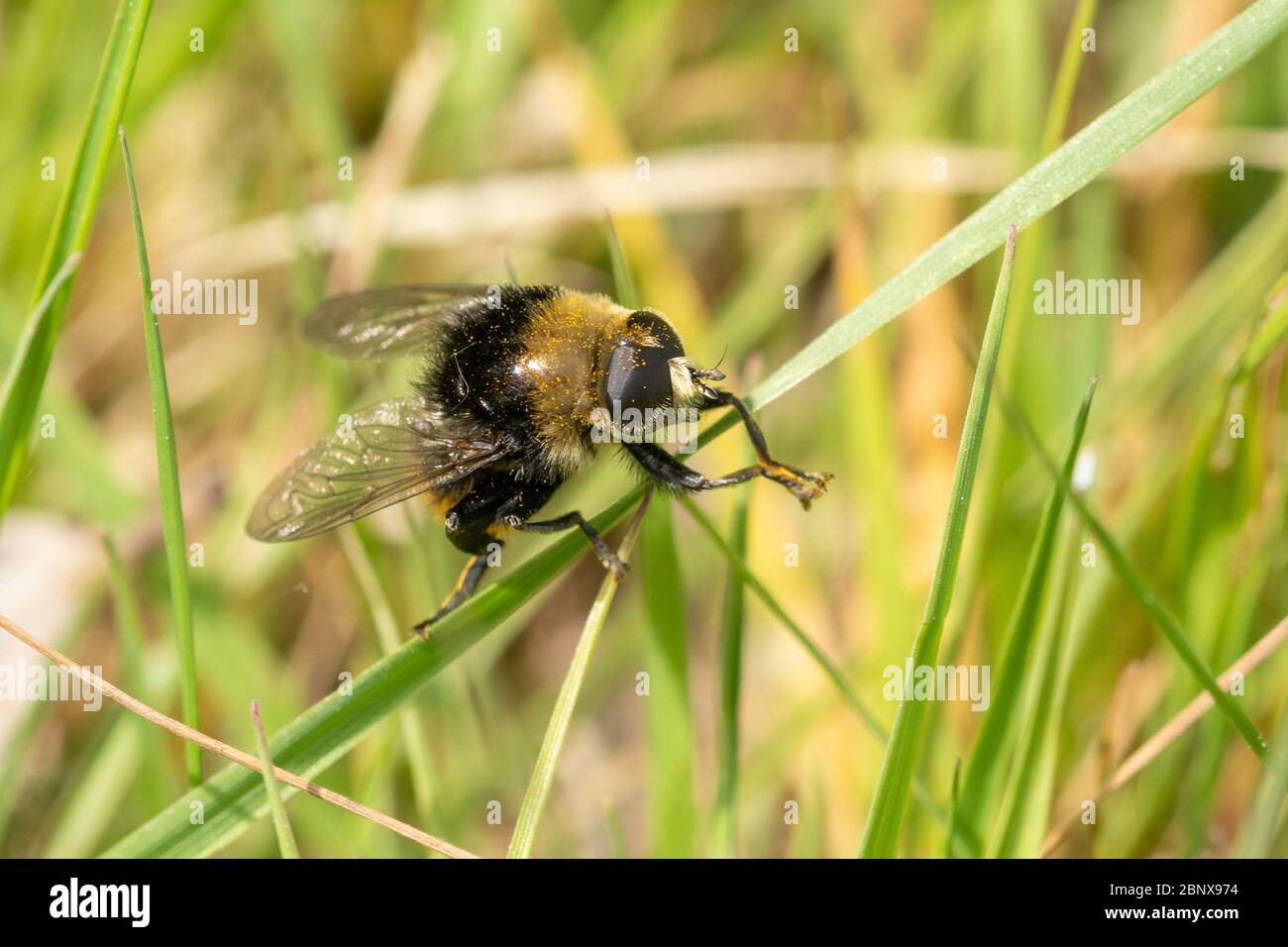 Piccolo hoverfly (Narcissus Bulb Fly, Merodon equestrison), un mimico bumblebee, in prateria, Regno Unito Foto Stock