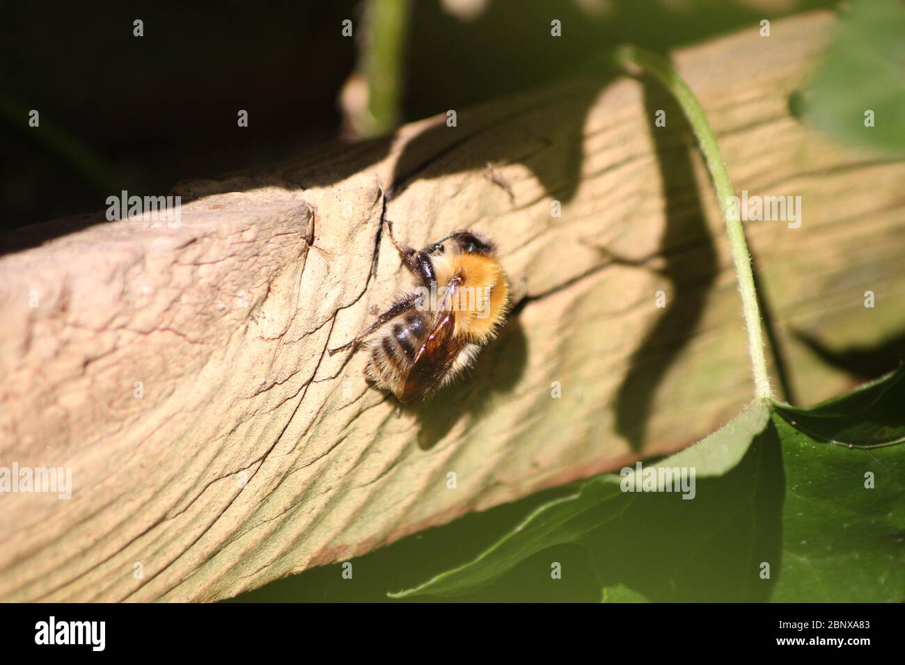bumblebee nel giardino Foto Stock