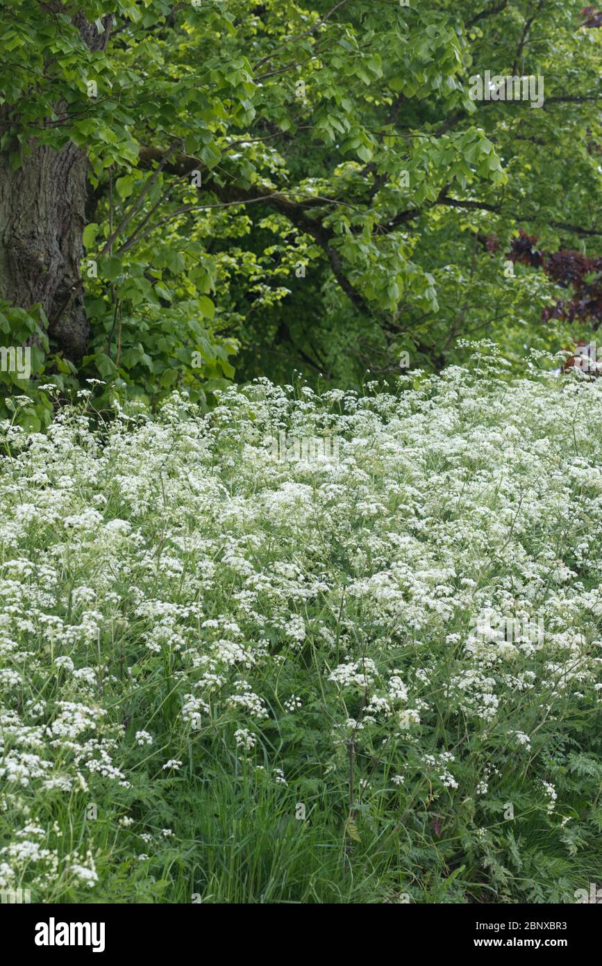 Anthriscus sylvestris, mucca prezzemolo Foto Stock