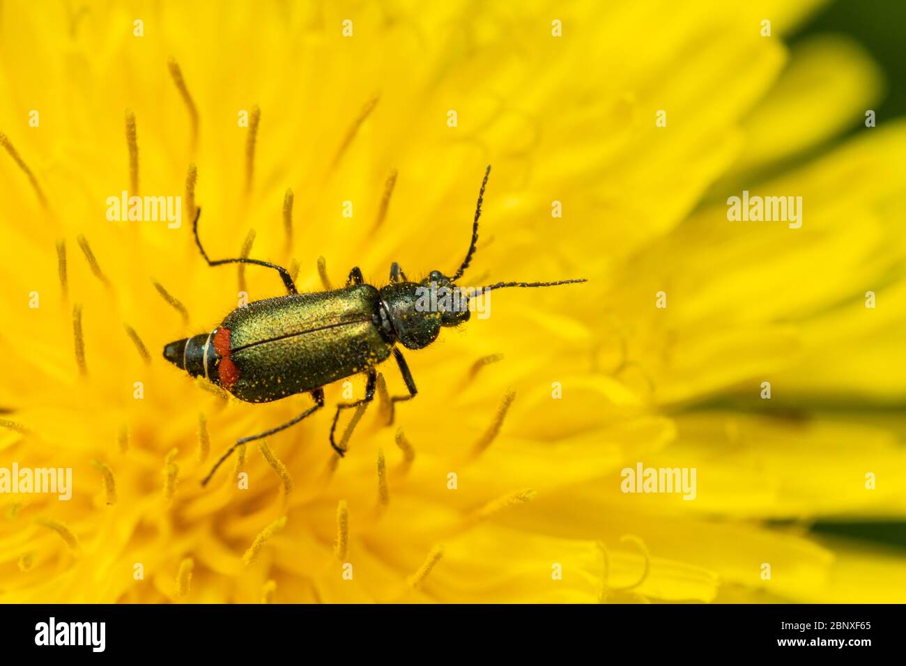 Malachius bipustulatus, un coleottero di malachite verde, una specie di coleotteri di fiori ad ala molle appartenenti alla famiglia Melyridae, su un dente di leone, Regno Unito Foto Stock