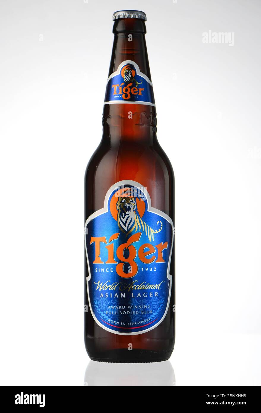 Una bottiglia singola di birra Tiger isolata su sfondo bianco sparato in un ambiente studio. Foto Stock