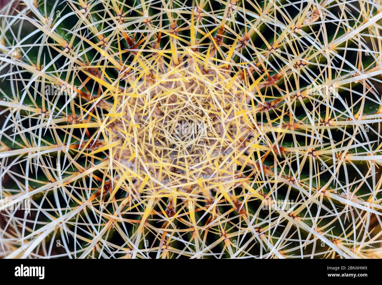 Primo piano immagine di cactus dorato o Echinocactus grusonii Foto Stock